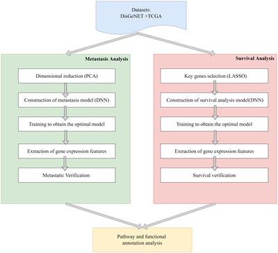 Prediction of liver cancer prognosis based on immune cell marker genes